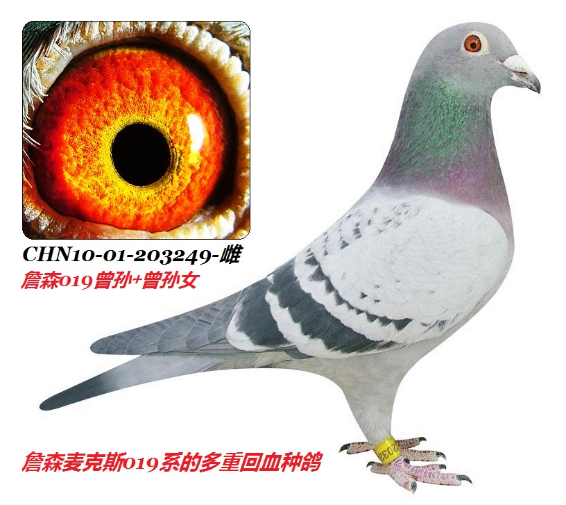 ղɭ019̖(ho)ĶػѪ203249-