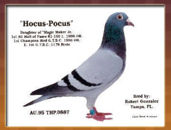 Ҙs܊HOCUS  P
