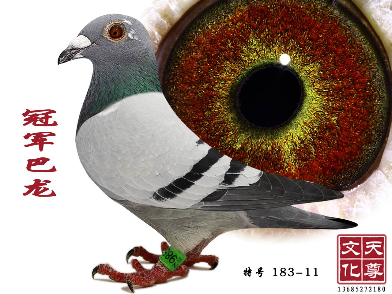 ܊  ̖(ho) 183-11