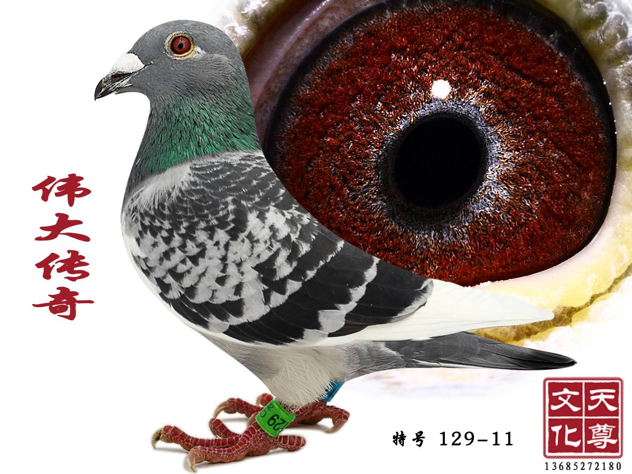   ̖ 129-11