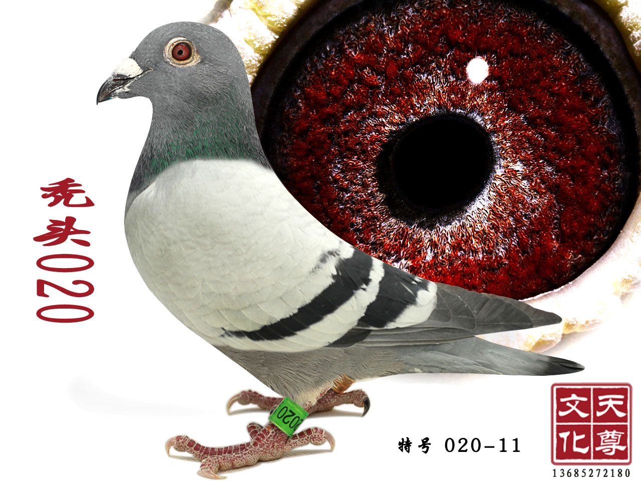 d^020   ̖(ho)020-11