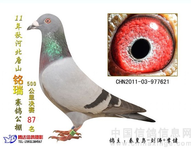 11ɽQِ87