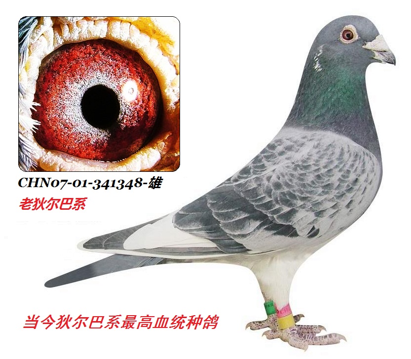 ���Ҷ��Ͷ���341348��-��