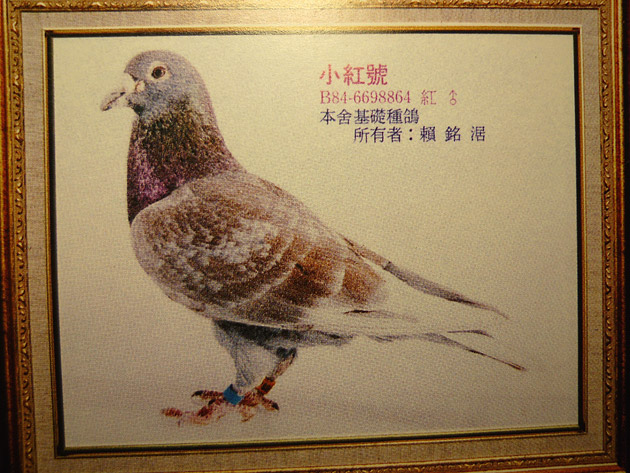 瓦特·德累克:中距离速度及多关赛的首选