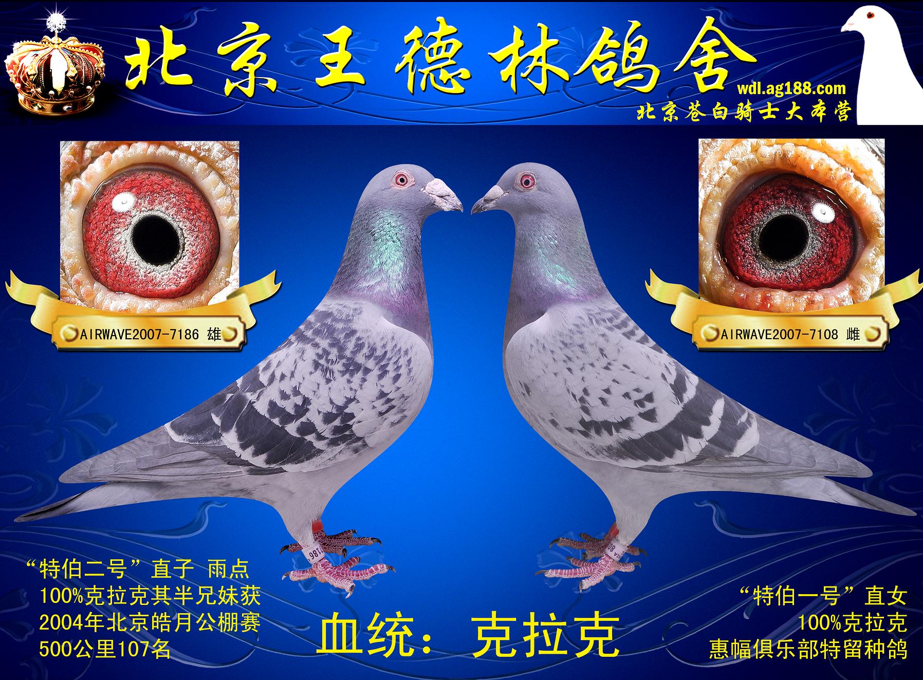 16组超级黄金配对例子，血统鸽眼体型解析