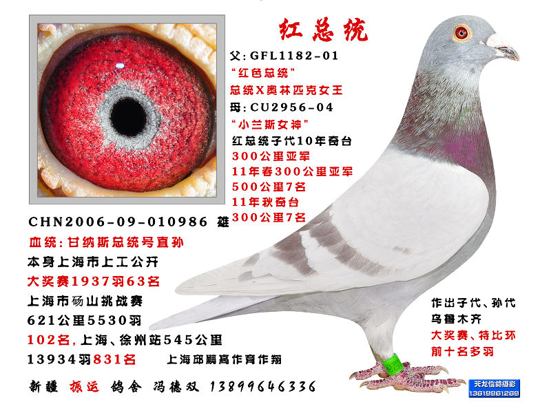 甘纳斯红总统