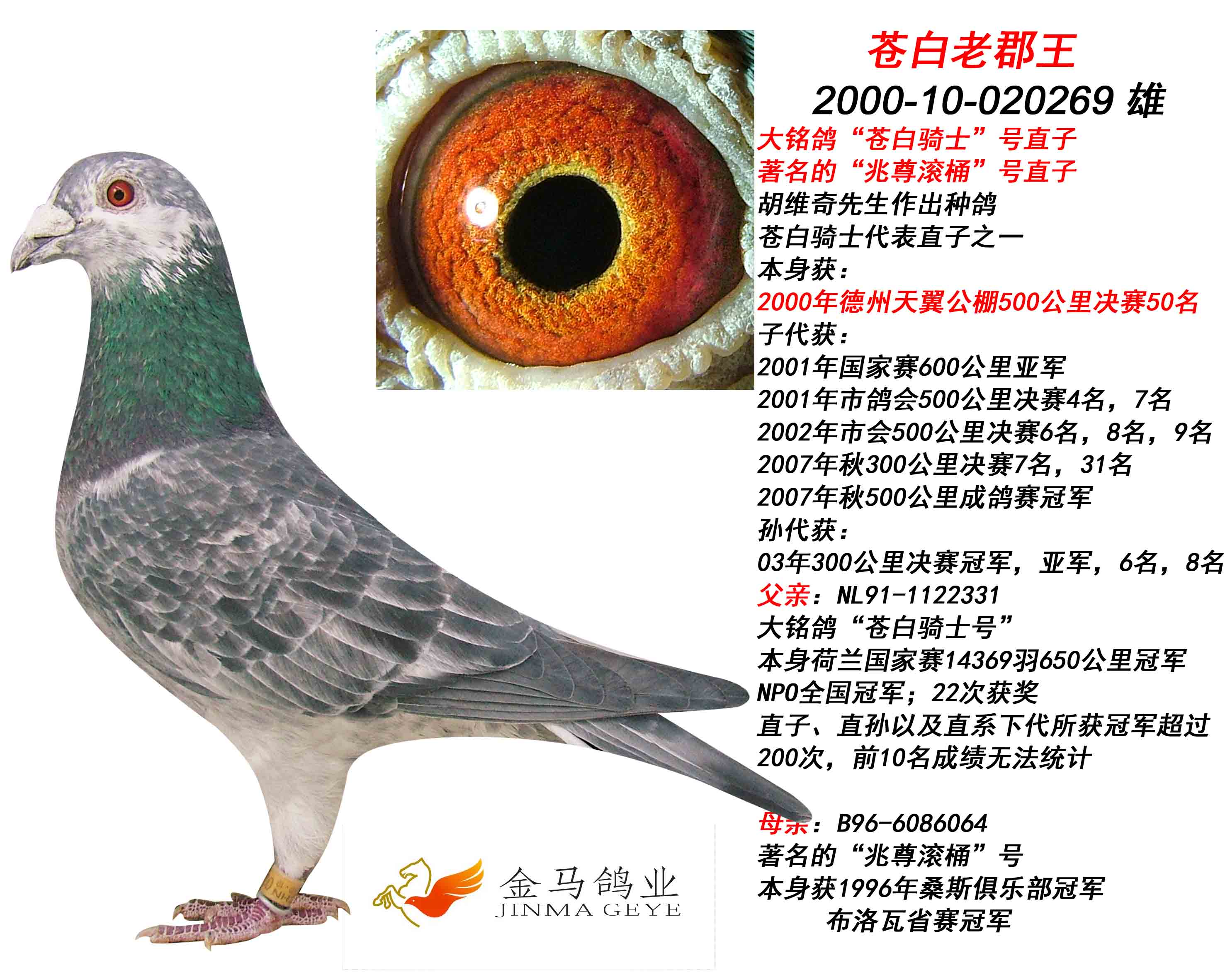 信鸽特征