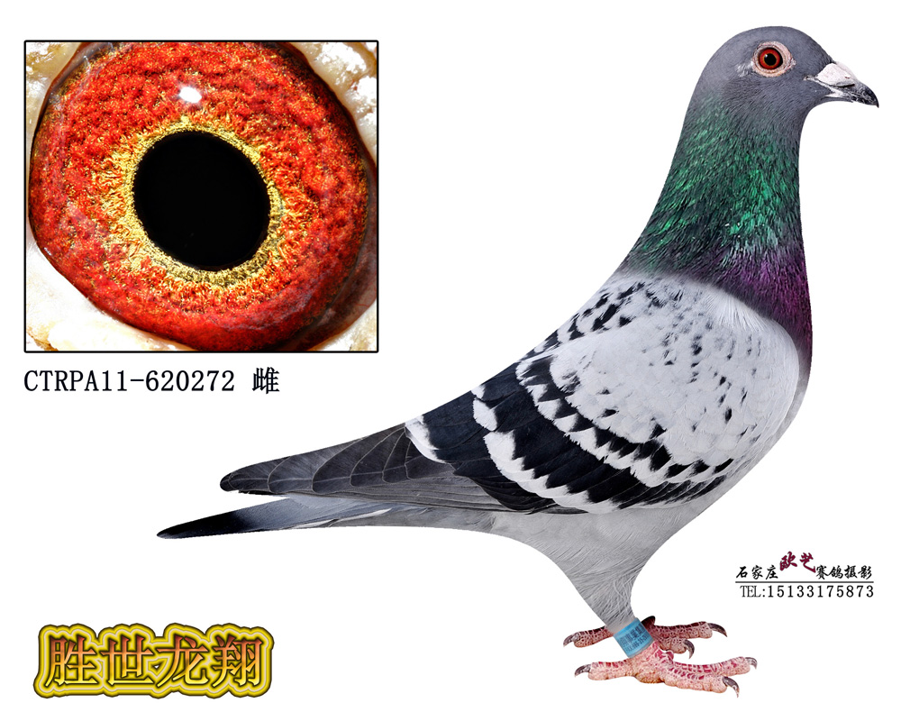 h˹ϵֱŮ