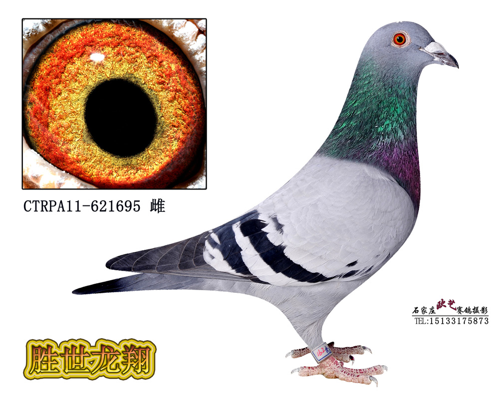 R695