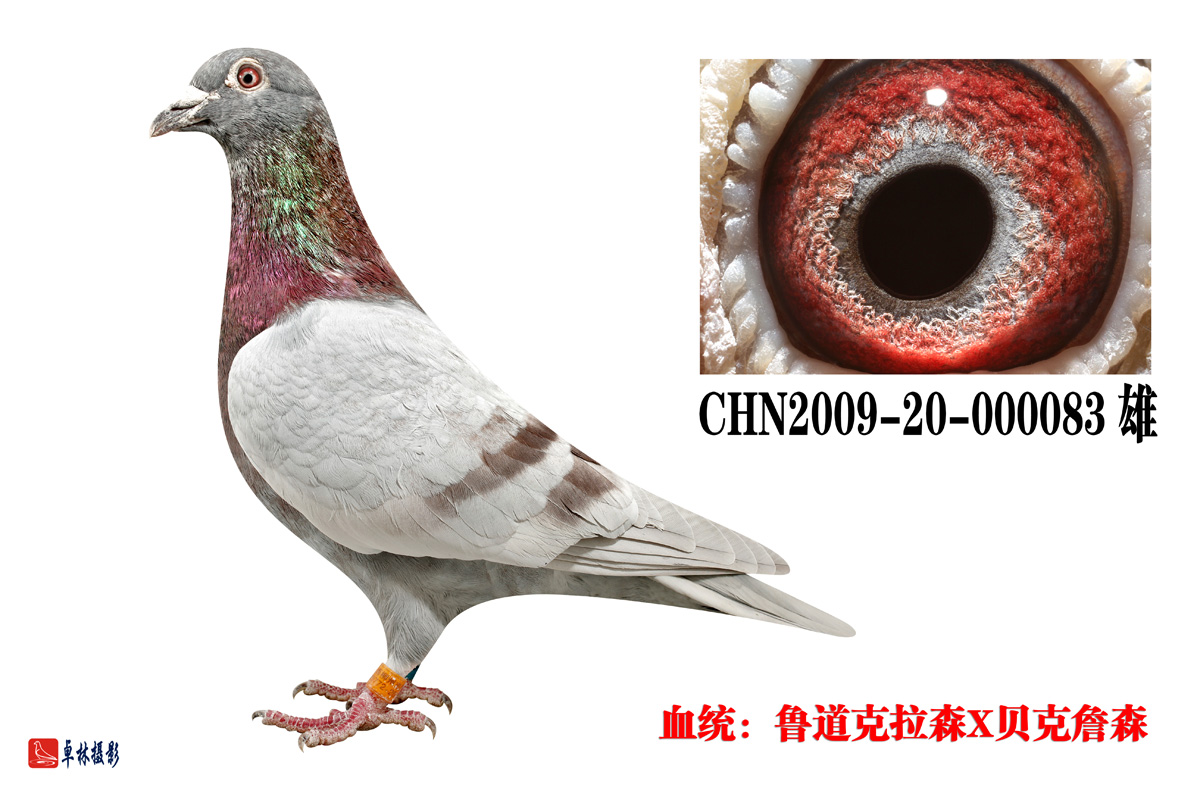 2009-20-000083_江西李刚_ ag188.com爱鸽商