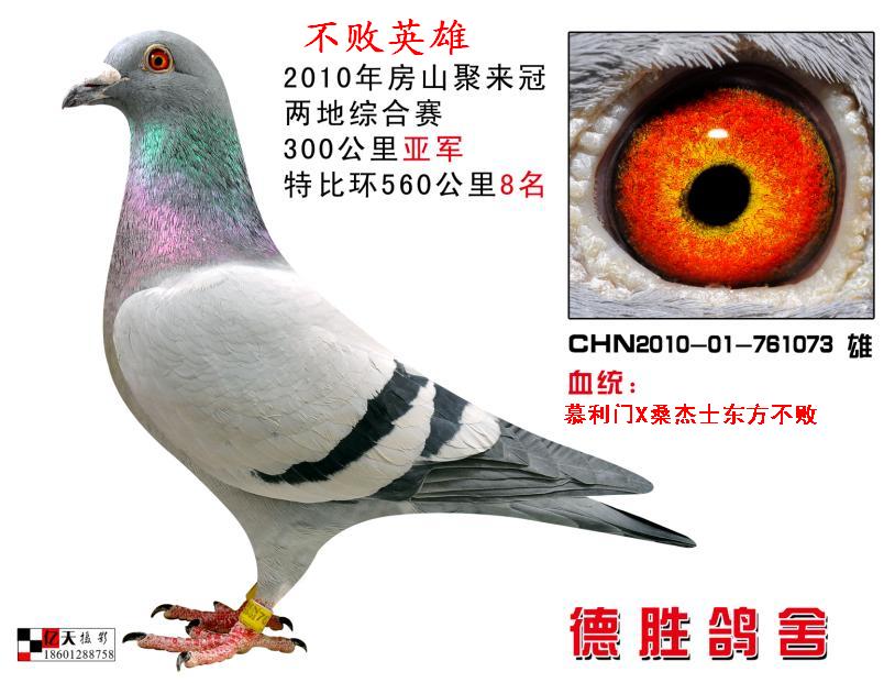 不败英雄_北京德胜鸽舍-中信网爱鸽商城