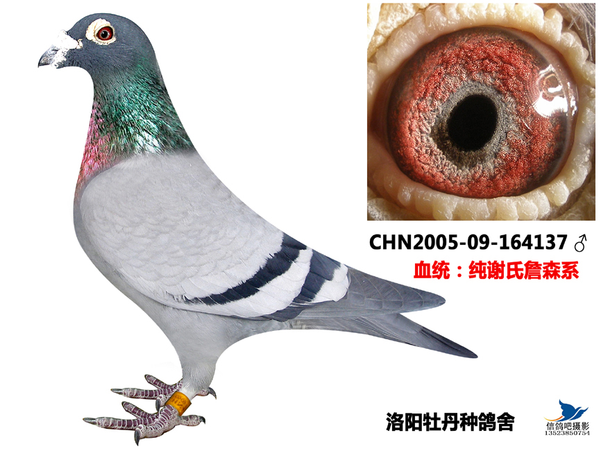 谢氏詹森系