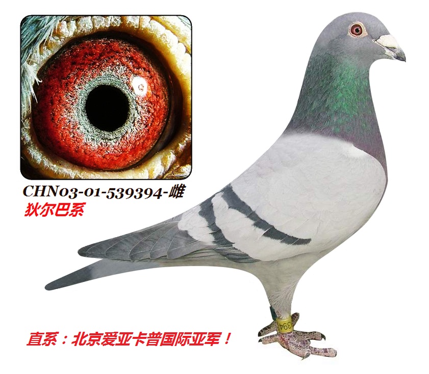 ���Ҷ���/ղɭ539394��-��