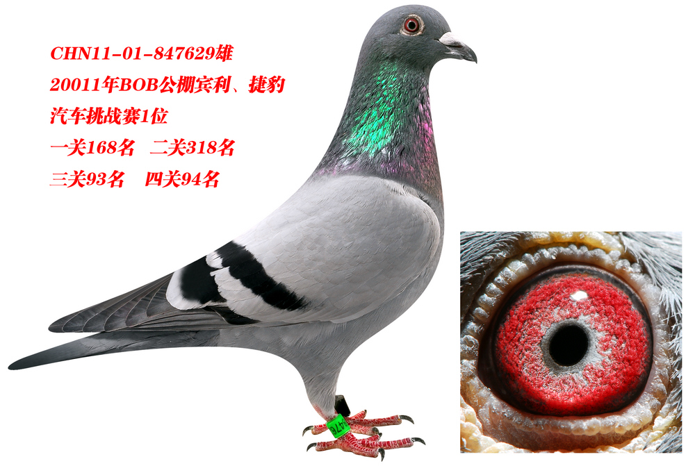 bob四关宾利鸽王一位_北京杨世杰鸽舍_ag188.com爱鸽