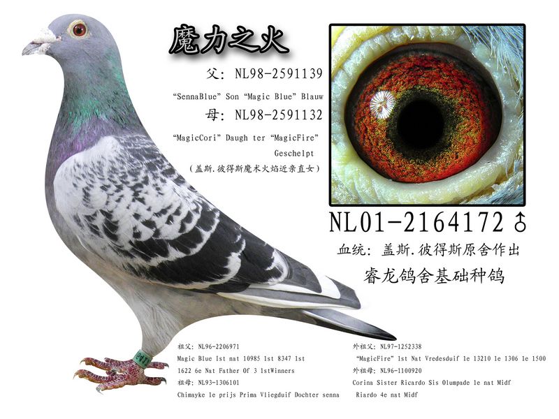 盖斯.彼得斯原舍魔力之火_睿龙鸽舍-中信网爱鸽商城
