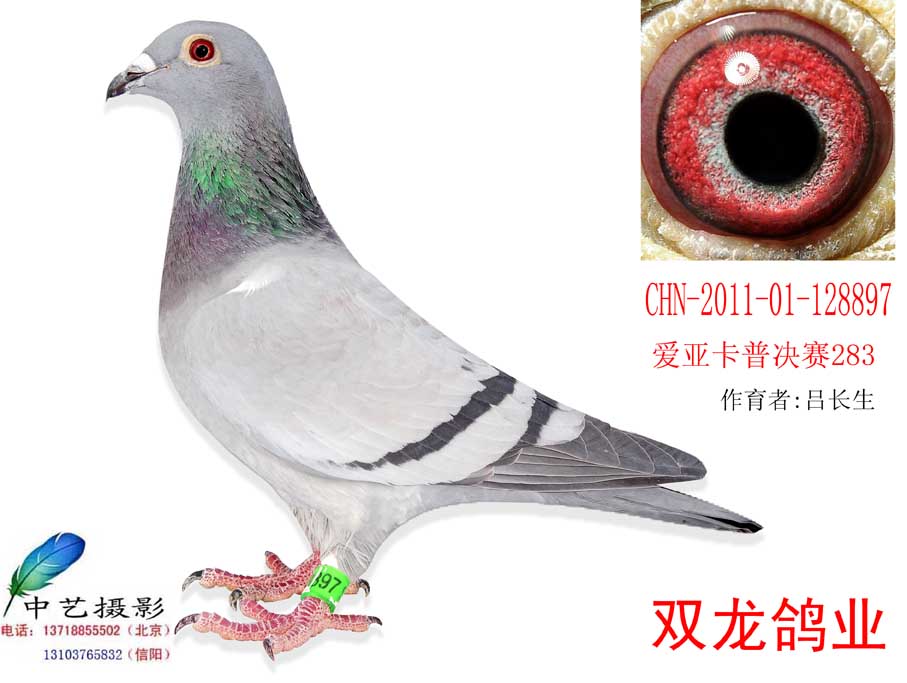 雪山飞狐<em>外女</em>_河南双龙鸽业-中信网爱鸽商城