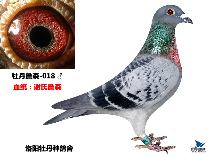 谢氏詹森系