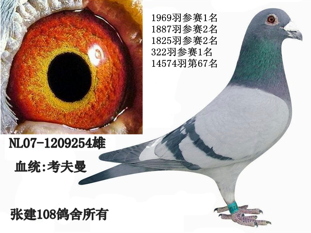 考夫曼