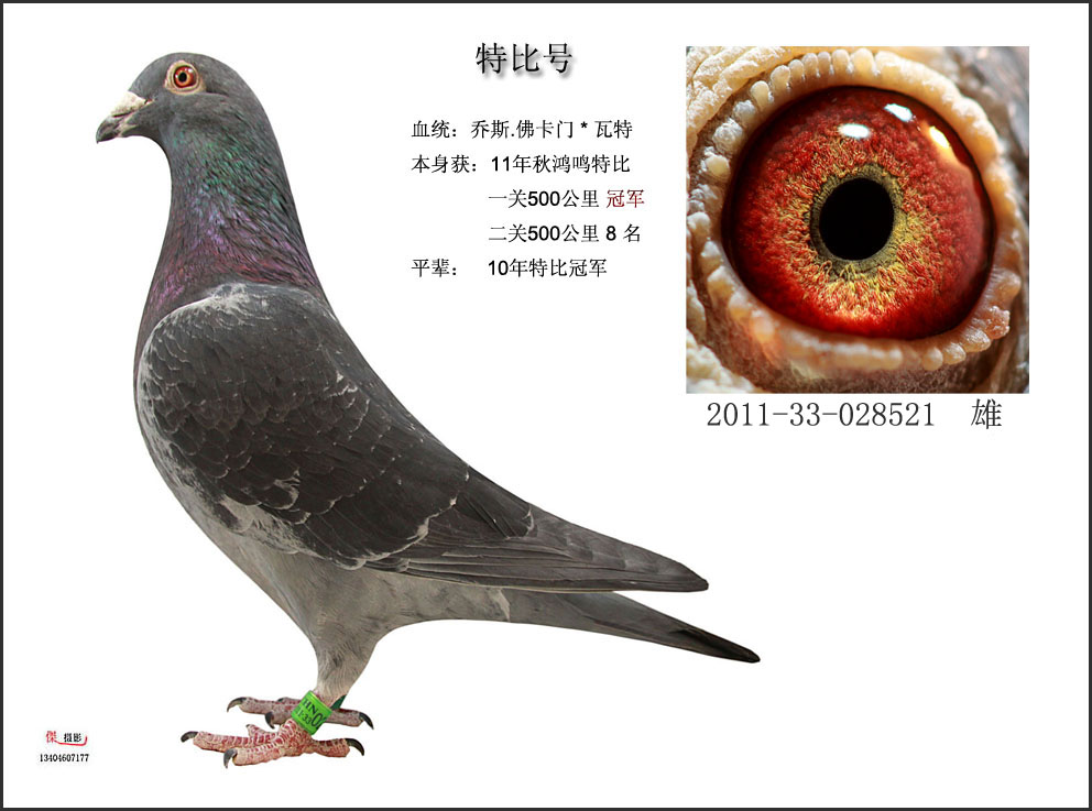 ��˹���T�����ۣ�