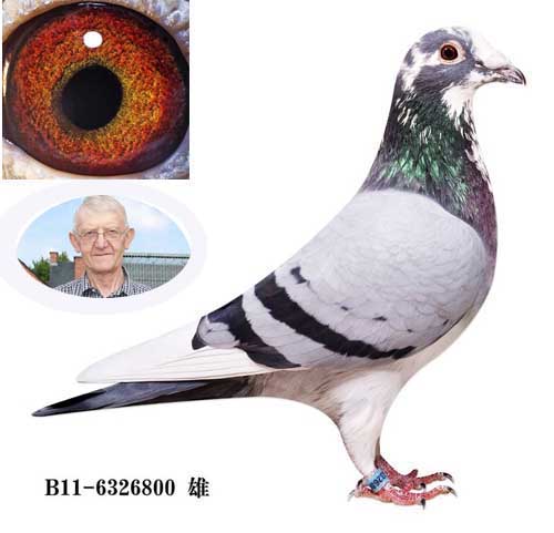 恩格斯800(231三代)_比利时奇瓦苏州鸽舍-中信