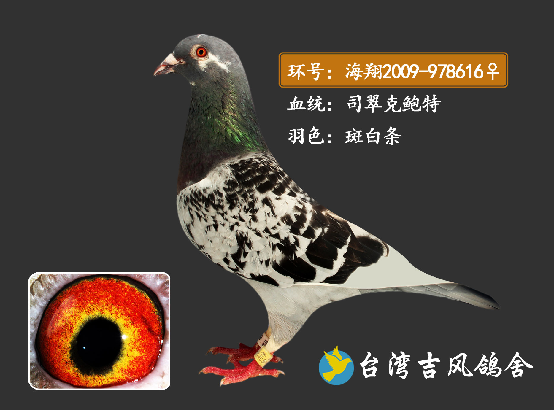 司翠克鲍特616