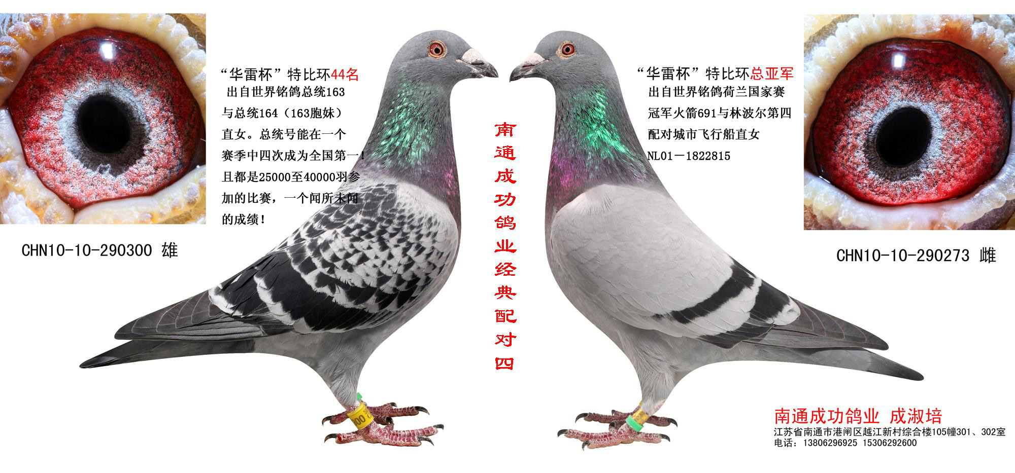 信鸽特征