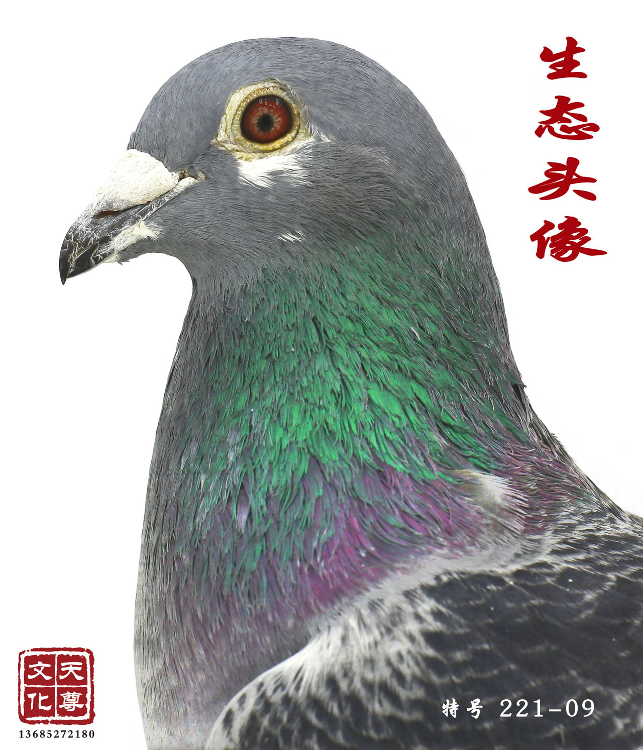     ̖(ho) 221-09