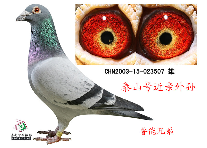 泰山号近亲外孙_山东鲁能兄弟_ag188.com爱