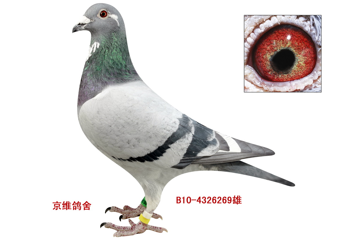 ׵10-6326269