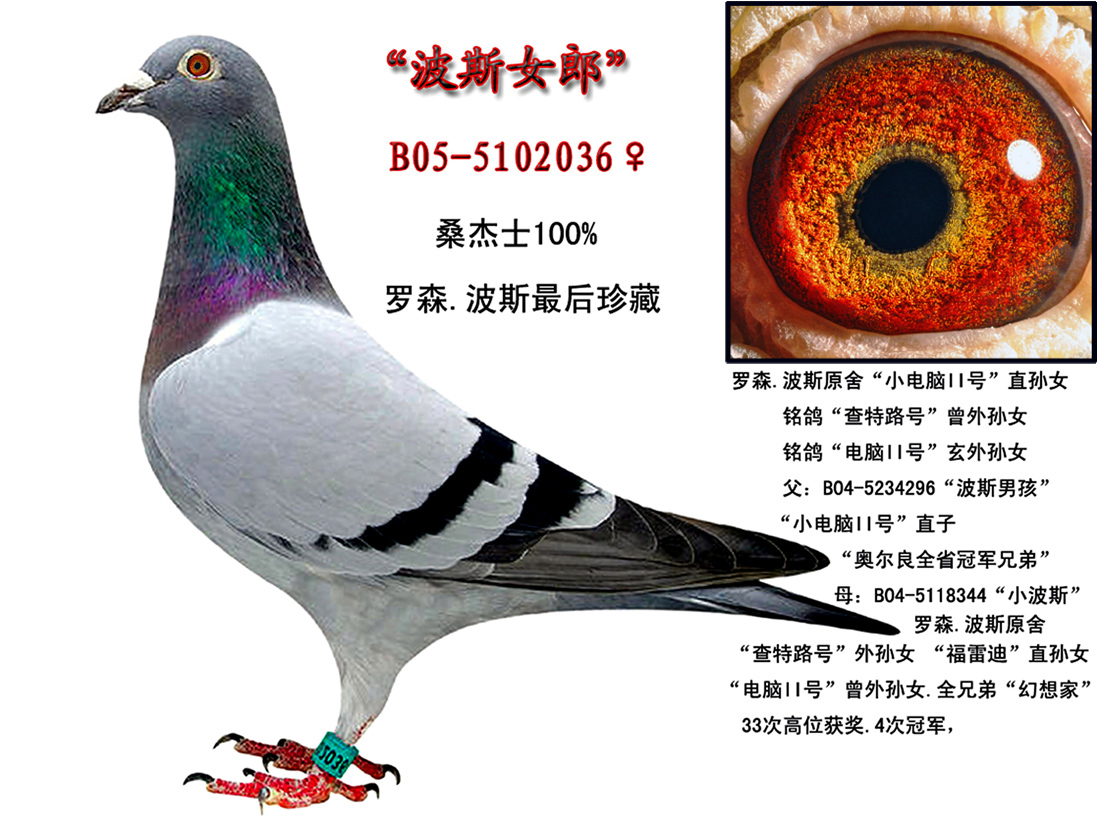 <em>波斯女郎</em>_爱华鸽舍-中信网爱鸽商城