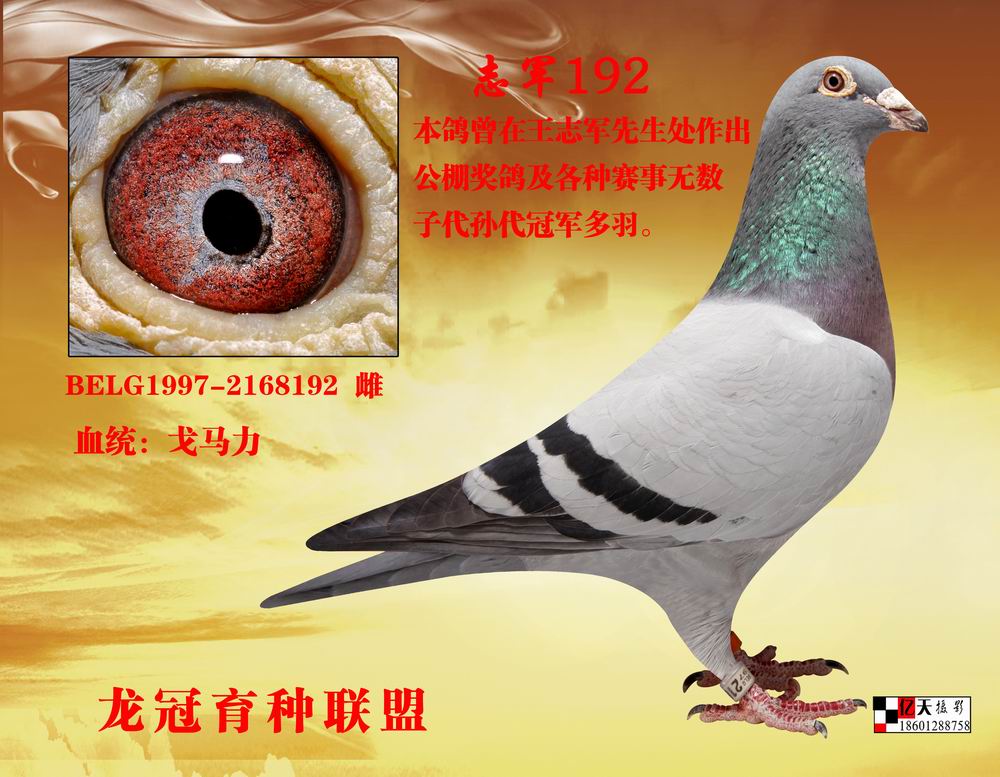 电脑戈马力天王至尊192_北京龙冠育种联盟 -中