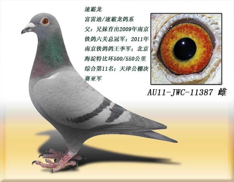 速霸龙387