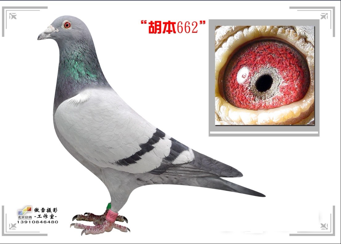 662