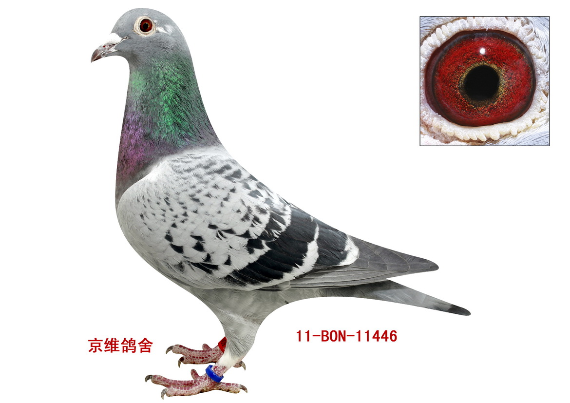 (j)7311-11446