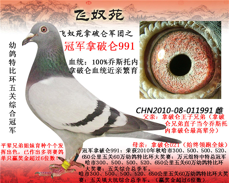 拿破仑606(乔斯托内嘉比直孙已售出)_飞奴苑·乔斯_ag