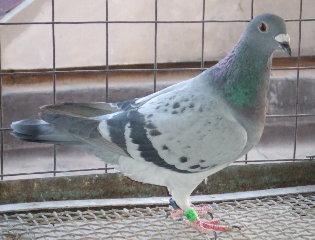 刺客家族-好脏斑626_抚顺唐有才鸽业-中信