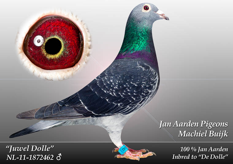 多利皇帝_天津泉州鸽舍-中信网爱鸽商城