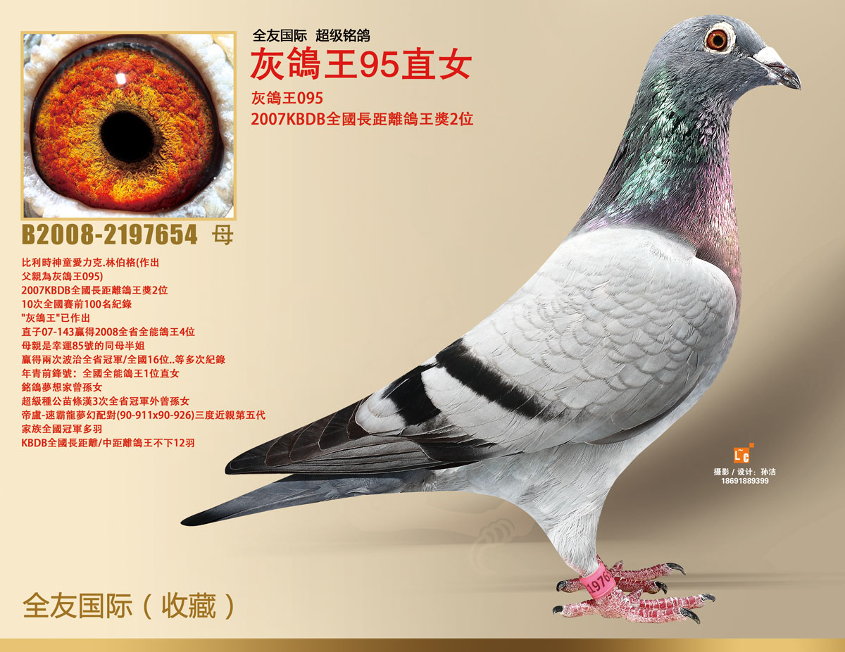 东莞虎门亚军-全友国际铭鸽-中信网爱鸽商城