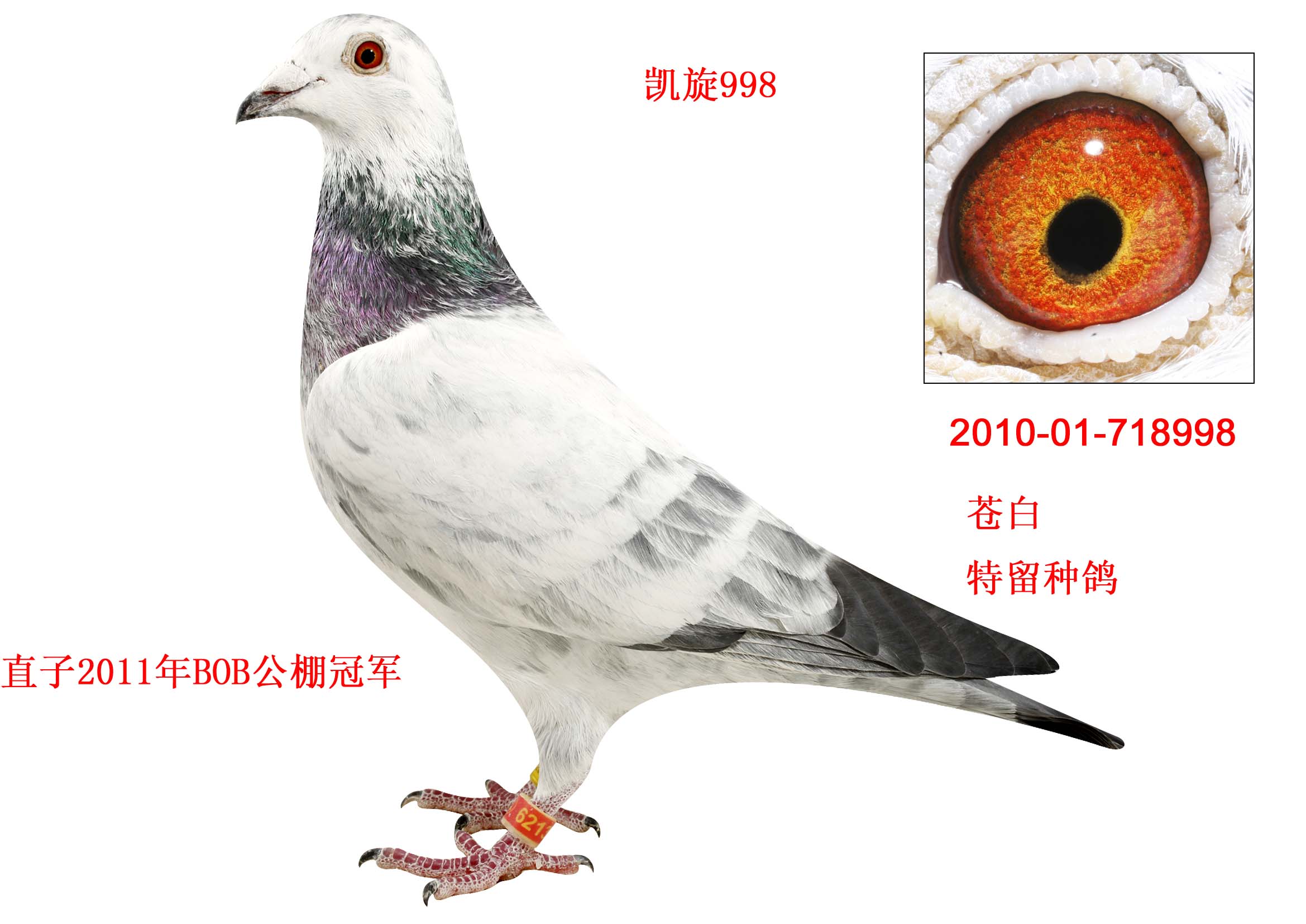 兆尊苍白