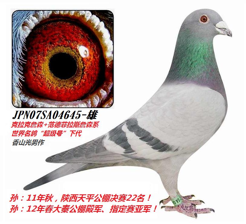 ���·���˹�������š�ֱϵ��ɽ645��-��