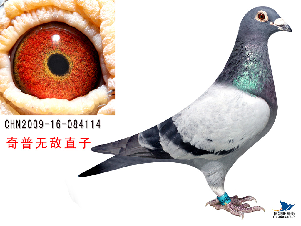 奇普直子114