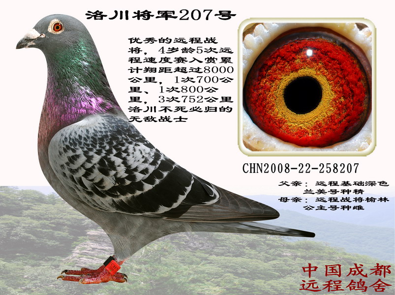 崨܊207̖N