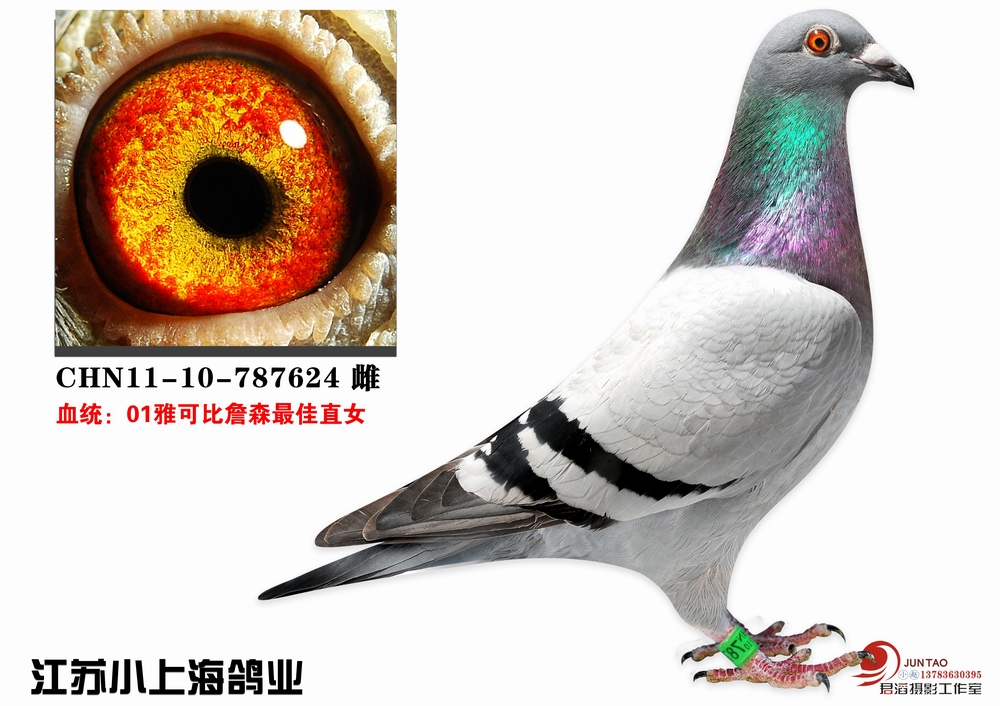 超级种鸽德国雅可比詹森直女_江苏小上海鸽业