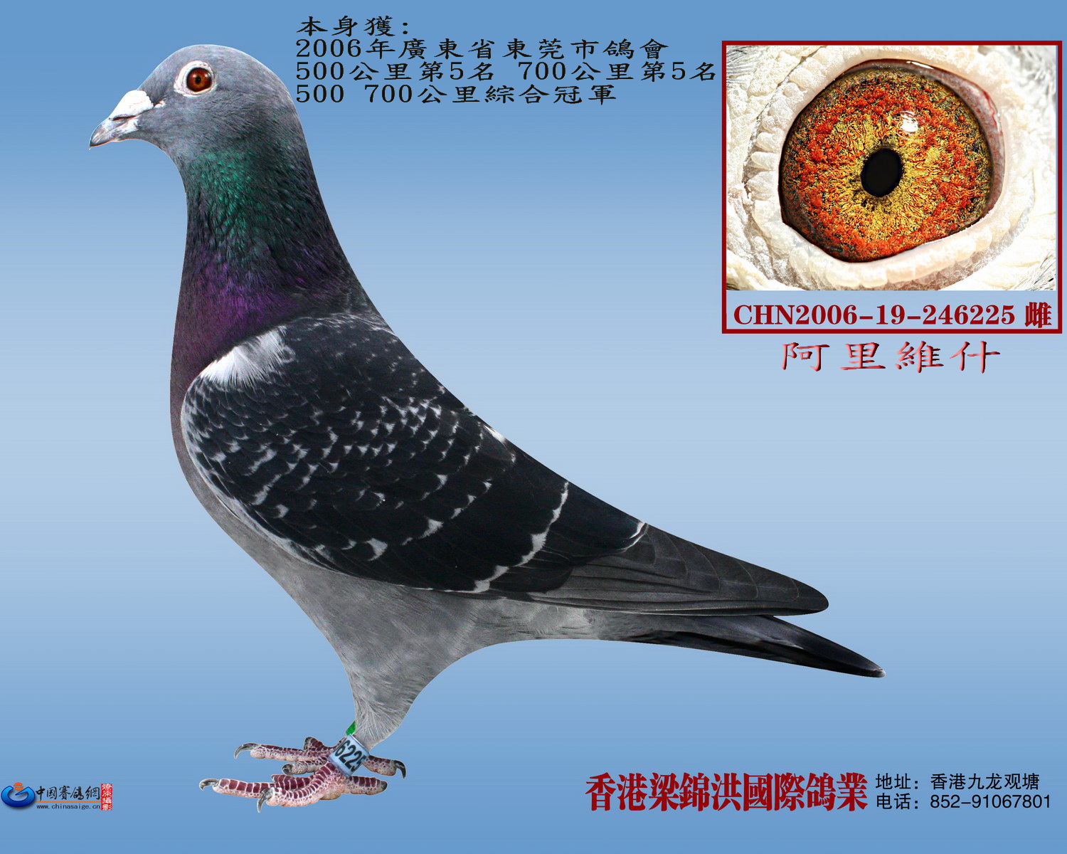 香港鸽子楼多少层 H166861.jpg