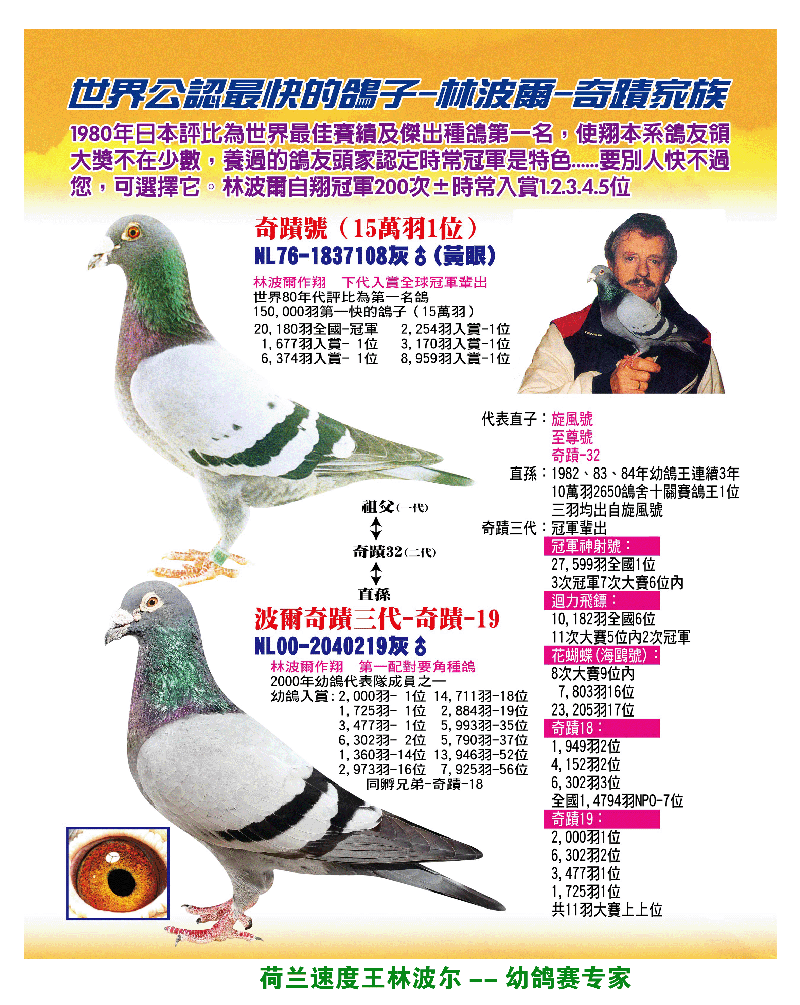 世界公认最快的鸽子-林波尔-奇迹家族