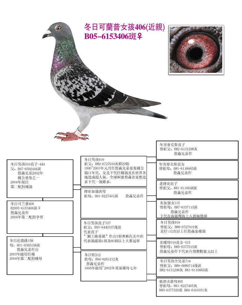 詹森名种可兰普444(鹰)子女