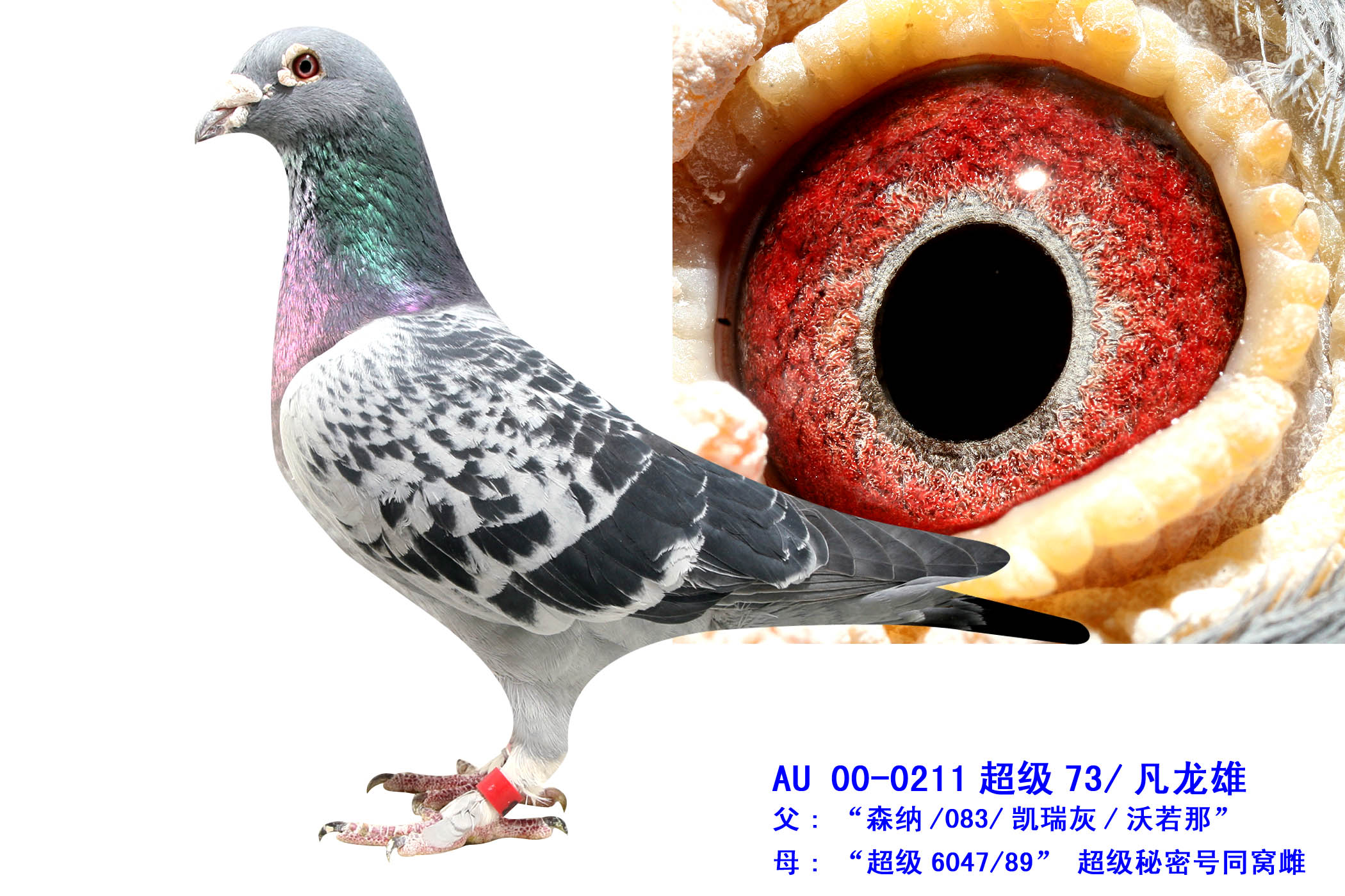 0211-ֱϵ