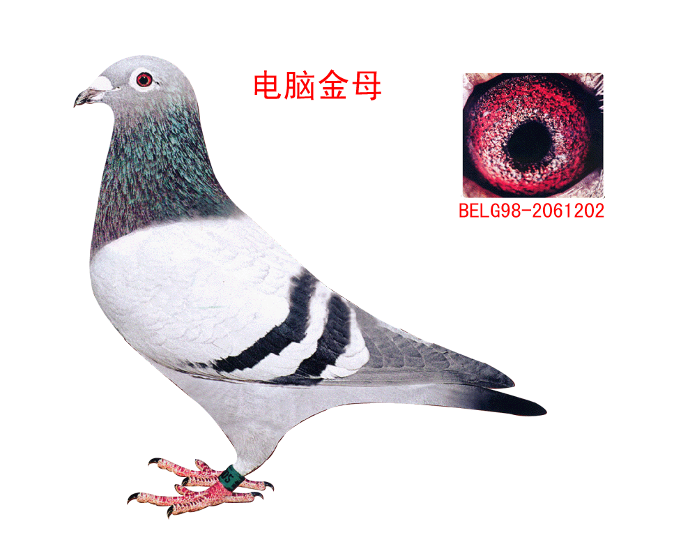 Xĸ