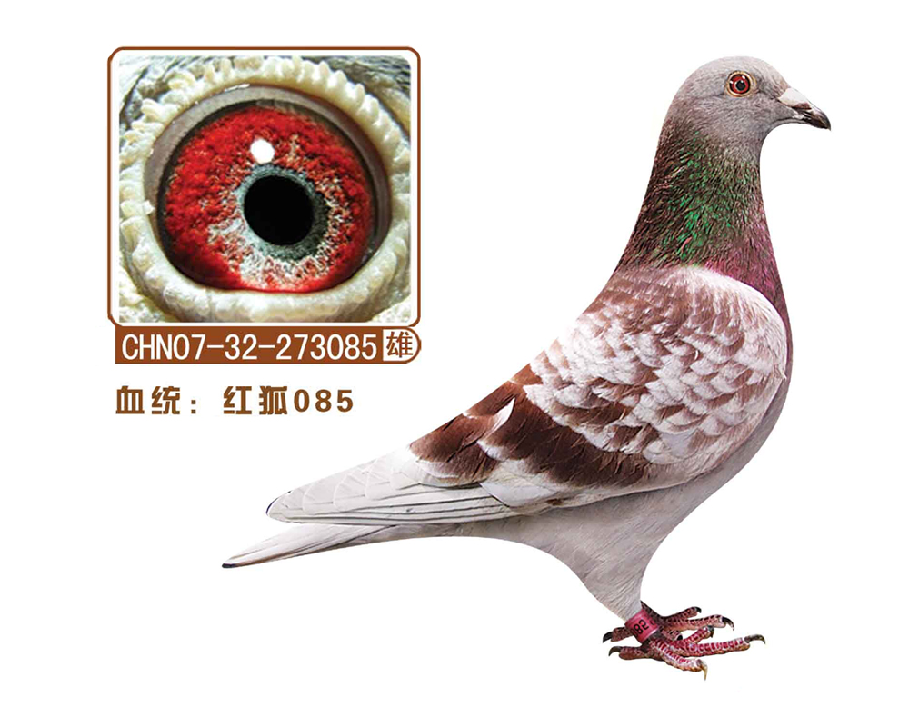 t085