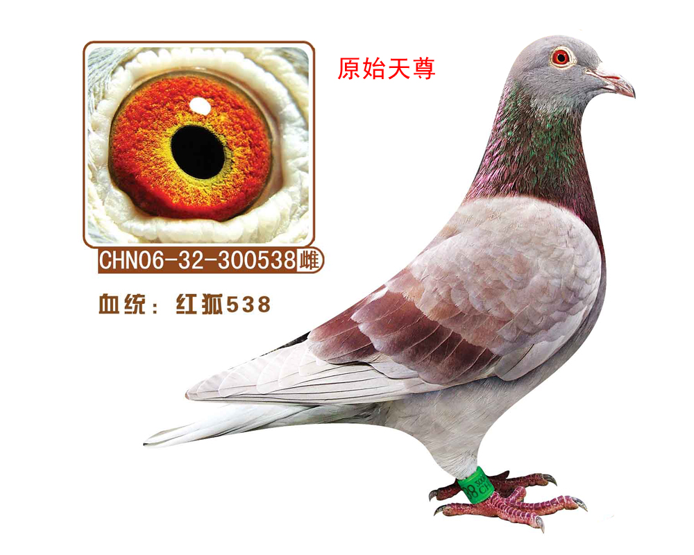 ʯt538(ԭʼ)